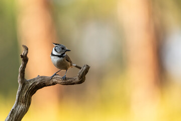 Crested tit (Lophophanes cristatus) perched on a branch, Spain - stock photo © Amaiquez