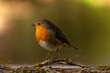 Fototapeta premium pean Robin (Erithacus rubecula) perched on a rock - stock photo