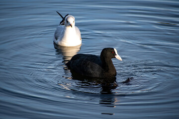 A Black-headed Gull watching a Coot foraging for food at a local pond.