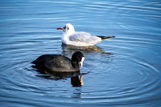 A Black-headed Gull watching a Coot foraging for food at a local pond. - Powered by Adobe
