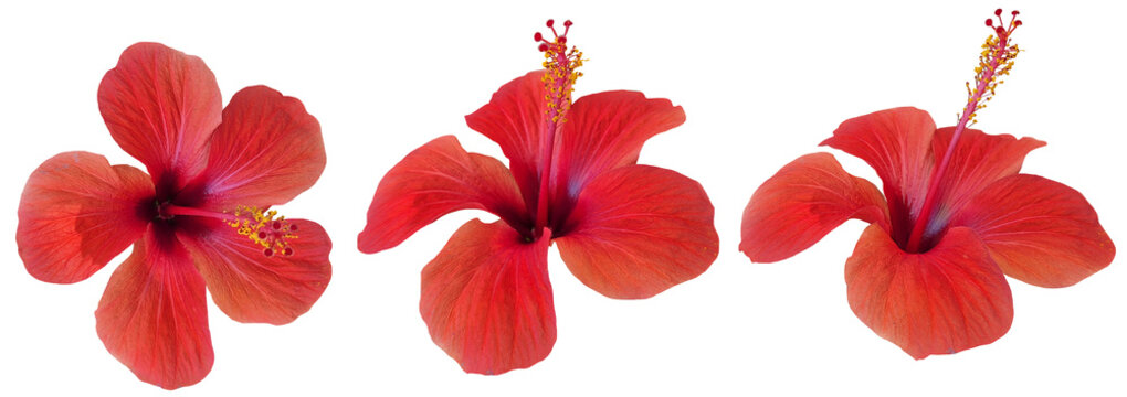 Natural red-coral hibiscus flower isolated on transparent background