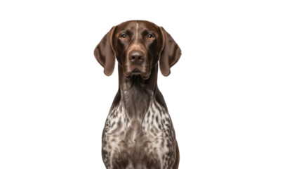 Isolated German Shorthaired Pointer dog portrait with attentive gaze, studio shot pet image