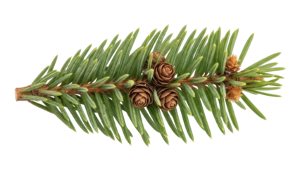 Isolated spruce branch with young cones a beautiful Christmas and New Year tree element