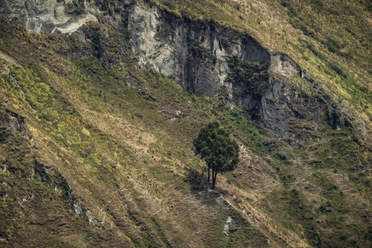 View of a solitary tree clinging to the rugged, grassy slopes beneath towering cliffs, bathed in warm light, Quilotoa lake, Cotopaxi province, Ecuador.