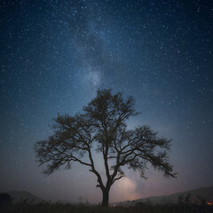 lonely tree in the night