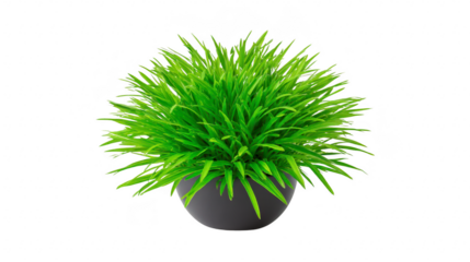 Green grass plant in black pot, isolated on transparency background, vibrant and fresh, perfect for home or office decor, modern minimalist style, indoor decorative foliage