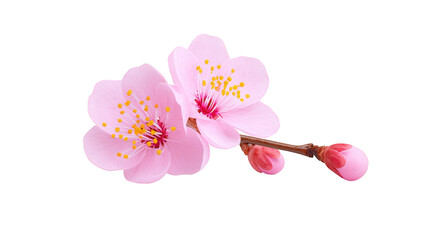 Pink cherry blossom flower branch with delicate petals and yellow stamens, isolated on transparency background, symbolizing spring, beauty, and renewal, evoking peaceful and joyful mood