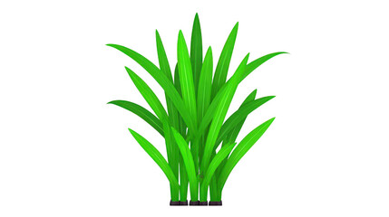 Obraz premium Green grass plant with long, slender leaves isolated on transparent background, fresh and vibrant, suitable for landscaping, gardening, or nature design projects