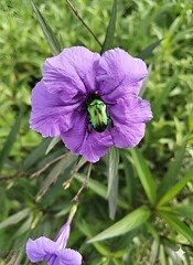 purple flower in the garden