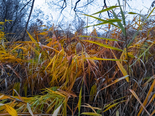 Fototapeta premium Autumn Reed Thicket and Wild Grass in Wetland, Yellow and Green Foliage, Natural Marsh Landscape in Late Fall