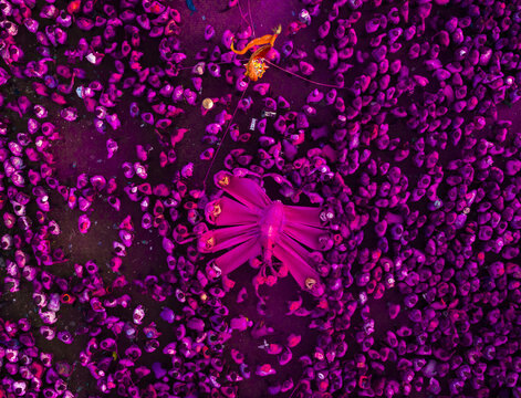Aerial view of a sea of vibrant purple-clad devotees congregating around the temple, a striking contrast of color and devotion, Jyotiba Dongar, Maharashtra, India.