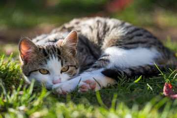 A gray tabby cat lies on the grass and enjoys being photographed. It follows the photographer with its eyes as he takes the picture.