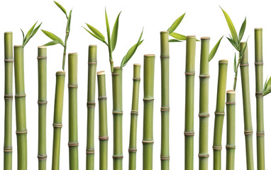Obraz premium Vibrant green bamboo stalks with leaves on transparent&nbsp;background naturally