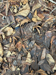 Dark forest floor with wet autumn leaves – organic natural texture background, Iceland