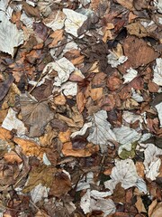 Dry autumn leaves on forest floor – natural brown texture background, Iceland nature abstract