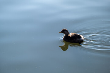 duck on the lake