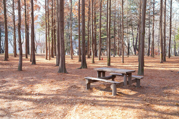 A quiet forest picnic area with wooden benches rests among tall trees, autumn leaves covering the ground, creating a peaceful outdoor retreat bathed in soft sunlight.