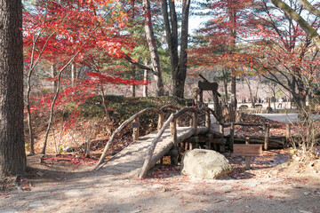 autumn in the forest