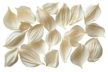 Delicate ivory white flower petals scattered across a stark creating a beautiful natural texture overlay on transparent background