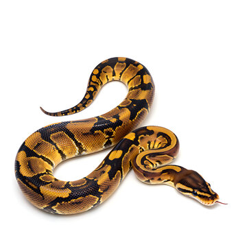 ball python snake on white background