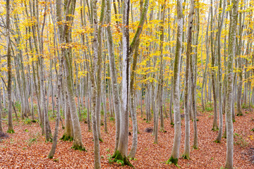 秋色のブナ林