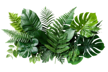 Lush tropical foliage arrangement featuring monstera and fern leaves for design on transparent background