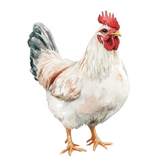 A_Watercolor_style_painting_of_a_chicken_on_a_white_Hand-painted style, vectorized, vector set available in EPS An Elegant watercolor painting design