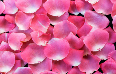 Close-up flat lay of vibrant pink rose petals arranged as seamless floral background. Soft textures and rich color tones create romantic, elegant surface ideal for decorative designs, beauty concepts