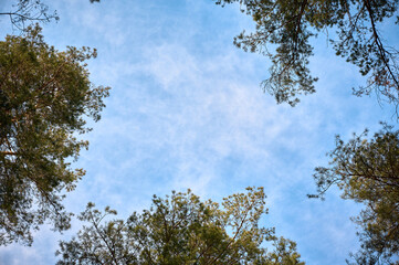 Scenic view of tall pine trees with blue sky and clouds.