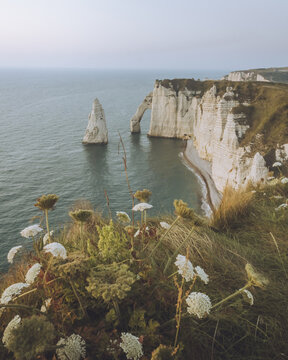 View of alabaster cliffs meeting the turquoise sea, contrasted by the green and white wildflowers in the foreground, &Eacute;tretat, Normandy, France.