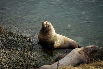 Fototapeta premium Wild Sea Lions of Petropavlovsk Kamchatsky Coast