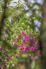 View of the flowers of a bougainvillea tree trough the foliage of a garden, in a farm in the eastern Andean mountains of central Colombia, near the Iguaque natural reserve.