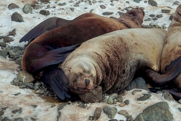 Wild Sea Lions of Petropavlovsk Kamchatsky Coast