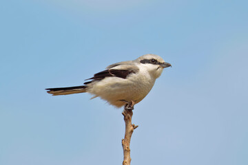 A close-up shot of a great grey shrike (Lanius excubitor) perched on a thin branch against a grey sky.