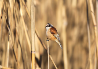 A close-up shot of a male Eurasian penduline tit or European penduline tit (Remiz pendulinus) perched on a reed branch against a blurred background © VOLODYMYR KUCHERENKO