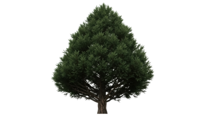 Isolated Dense Evergreen Tree, Botanical Specimen, Planted and Ready for the Garden, Natural