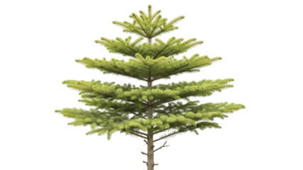 Isolated young spruce tree for decoration or garden design, natural-looking evergreen