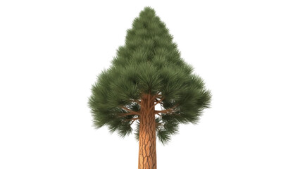 Isolated coniferous evergreen tree, majestic pine with realistic details, forest specimen © Isolde