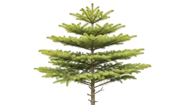 Isolated young spruce tree for decoration or garden design, natural-looking evergreen