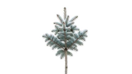 Isolated young blue spruce seedling with snow on its needles, a beautiful Christmas tree