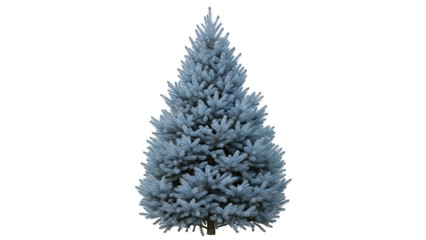 Isolated blue spruce fir tree on solid background, a decorative conifer plant for evergreen themes