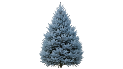Isolated blue spruce fir tree on solid background, a decorative conifer plant for evergreen themes