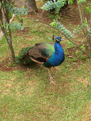 Obraz premium pfau vogel tier