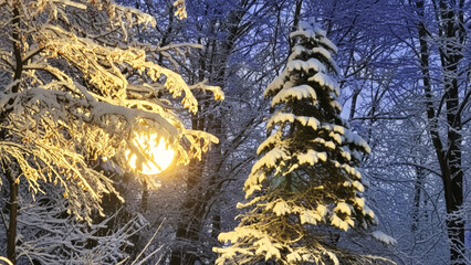 Winter evening scene in a snow-covered park with frosted trees illuminated by warm street lamp. The contrast between golden light and cool blue twilight creates calm, magical atmosphere