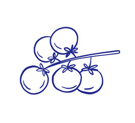 Outline tomato sketch. Mediterranean food in blue tones. Vegetable vector doodle drawing