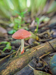 A small chip cherry mushroom growing on the ground of a forest, in the eastern Andean mountains of central Colombia, near the Iguaque natural reserve.