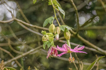 Obraz premium View of a fully opened banana passionfruit flower hanging from a tree, illuminated by the morning sun, in a farm in the eastern Andean mountains of central Colombia.