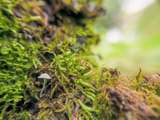 Very small delicatula integrella white mushrooms growing among the moss, in a forest in the eastern Andean mountains of central Colombia, near the Iguaque natural reserve.