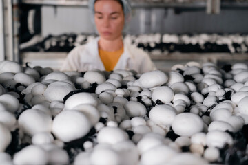 Female worker wearing blue gloves checks and collects samples of mature champignon mushrooms from shelves in an industrial mushroom farm for large-scale mushroom cultivation.