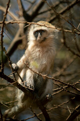 Young Vervet Monkey Perched in Thorny Acacia Tree in Kenya